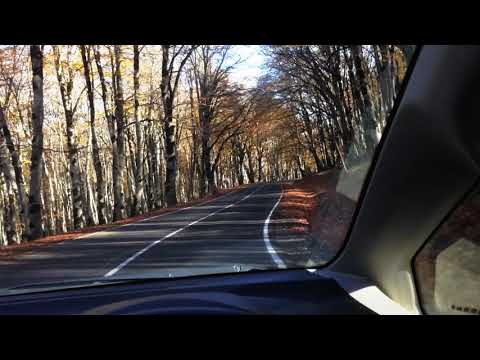 საბადურის ტყე, ცხვარიჭამია. | forest of Sabaduri, Tskhvarichamia